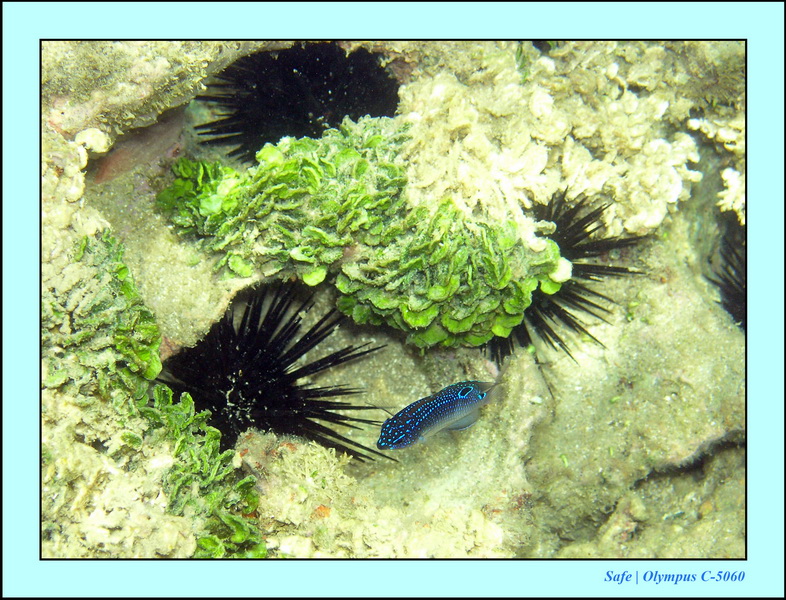 2005 - 11 - Porto de galinhas - piscines naturelles 36.JPG